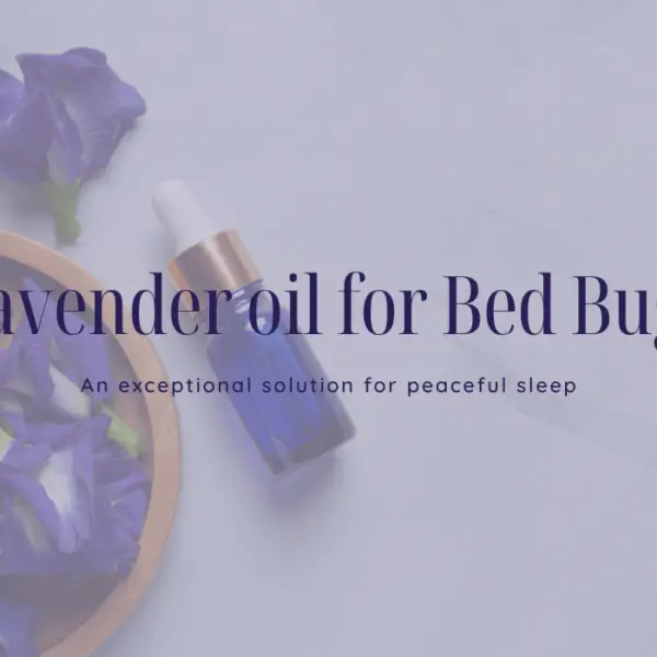 Lavender oil for Bed Bugs